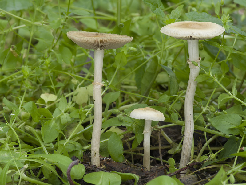 Agrocybe praecox